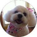 Buttons Bichon's Profile Image