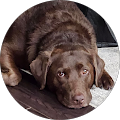 Tammy Schnaible's Profile Image