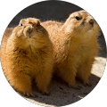 Craig&Bella Jones's Profile Image