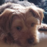 cindy kysor's profile image