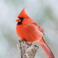 Corinne Olsen's profile image