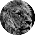 Danitza Stanoyevitch's Profile Image