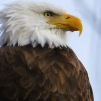 Doreen Hodor Beachler's profile image