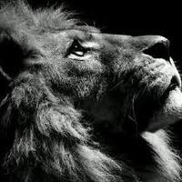 Cesar Tasayco's profile image