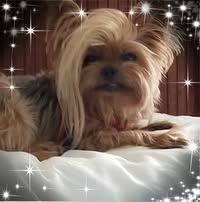 Natalie Canino's profile image