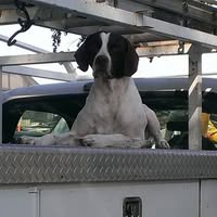 Carol Hanson's profile image