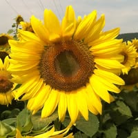 Stephanie Ciampoli's profile image