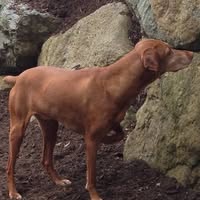 Chris Cski's profile image