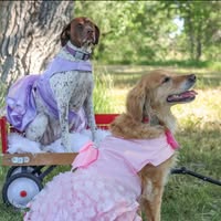 Ashley Otto Wever's profile image