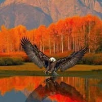 Darlene Davis's profile image