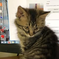 Keisha Rotkiske's profile image