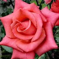 Rose Imperato's profile image