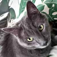 Laura Krasnow's profile image