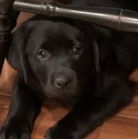 Denise Georgiano Miller's profile image