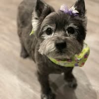 Terri Adams Gomez's profile image