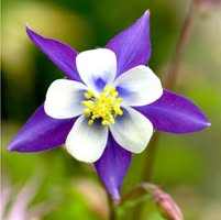 Deborah Hickman's profile image