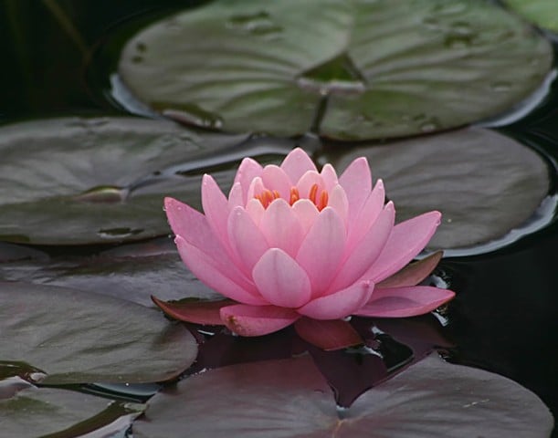 Lisa B.'s profile image