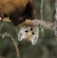 Marten Mustel's profile image