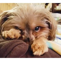 Artia Goode's profile image