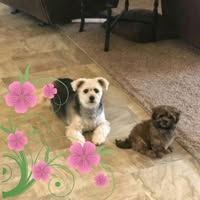 Linda Boh's profile image
