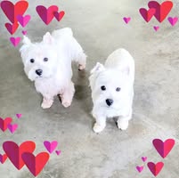 Cheryl Mercadante's profile image
