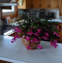 Patty Lothian's profile image