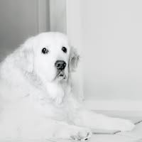 Rejean St Jules's profile image