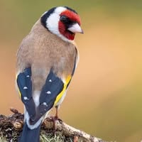 Tom Crocker's profile image
