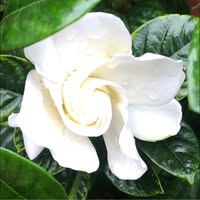 Becky Brown Halcomb's profile image