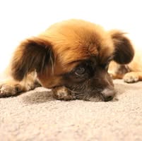 Kaitlin N. Clark's profile image