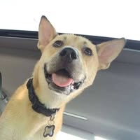 Andre Silveira's profile image