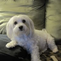 Maria Perilli's profile image