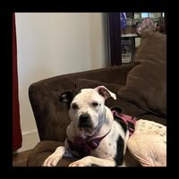 Stephanie Justice's profile image