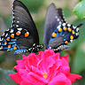 Deanna S.'s profile image