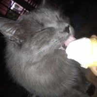 Beatriz Mateus's profile image