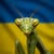 Steve Holm's profile image
