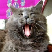 Jackie U.'s profile image