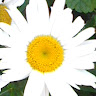 Tanya R.'s profile image