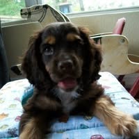 Scott Koenig's profile image