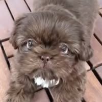 Leon Hartwin's profile image