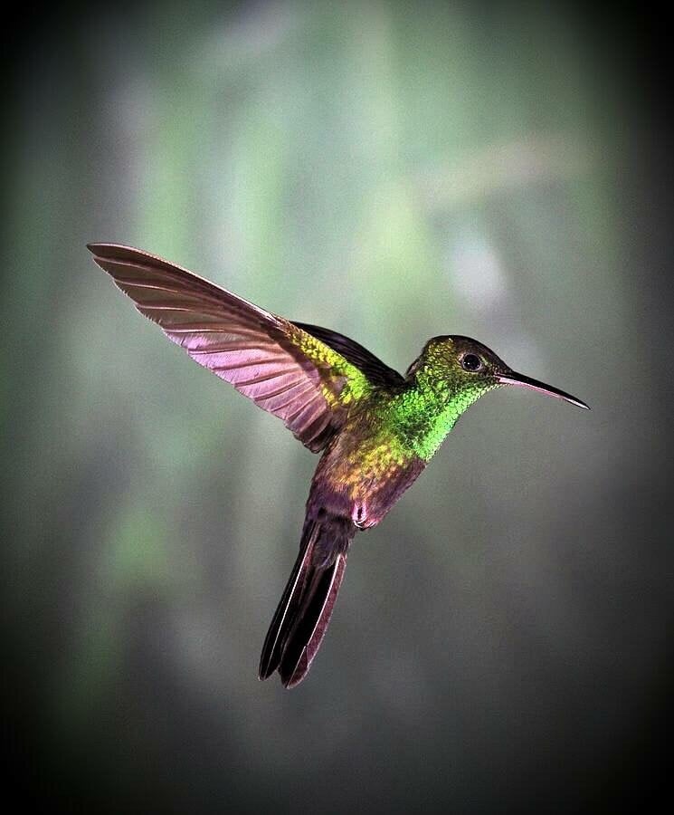 Julie M.'s profile image