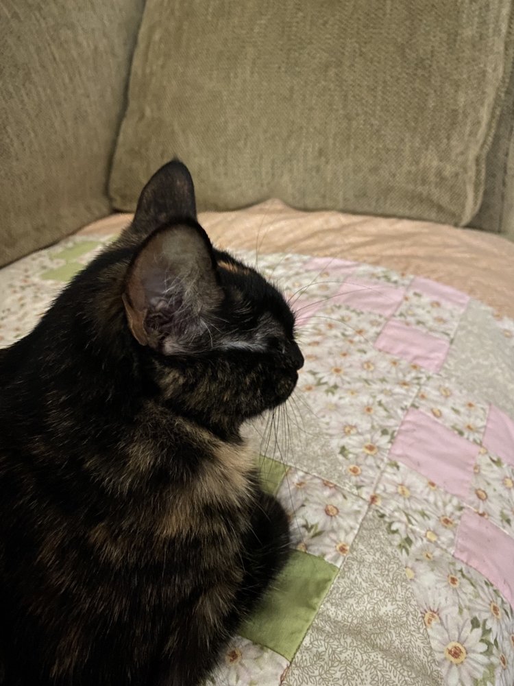 Lesley N.'s profile image