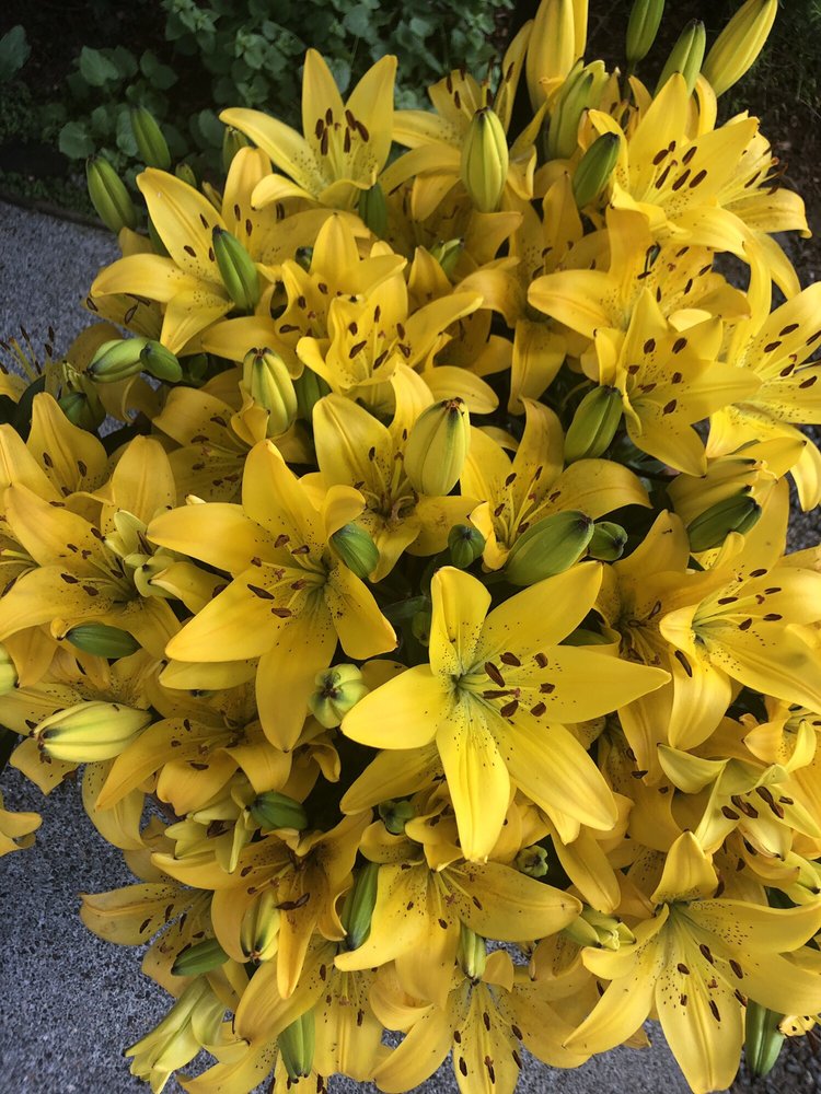 Allie C.'s profile image