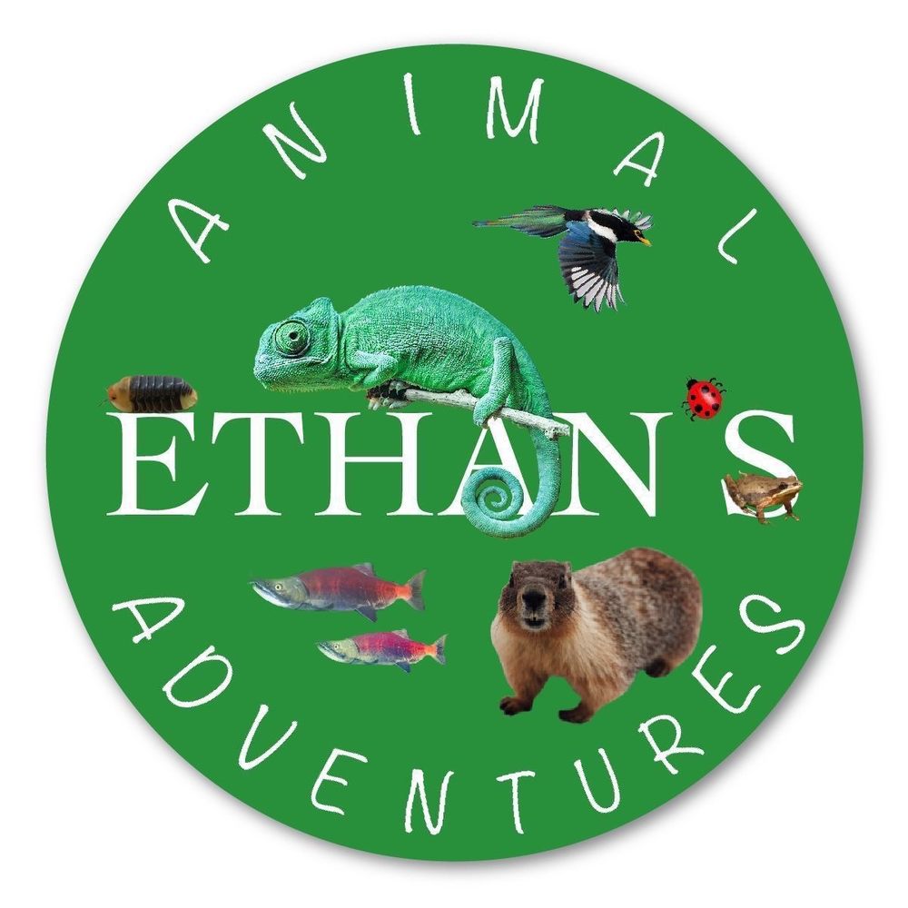 Ethan's A.'s profile image