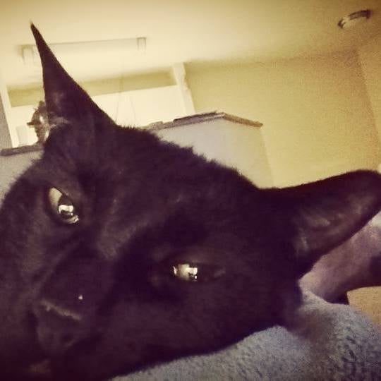 Josh D.'s profile image