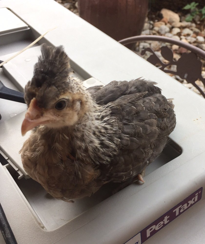 Susan S.'s profile image