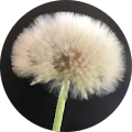 Tammy Figard's Profile Image