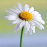Loretta C.'s profile image