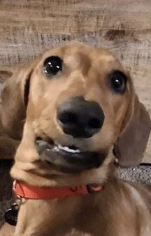 Carissa G.'s profile image