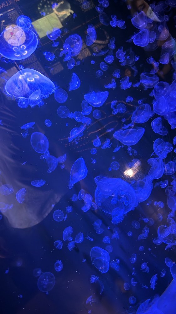 Sky E.'s profile image